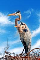 Fin & Feather Corner - Great Blue Heron