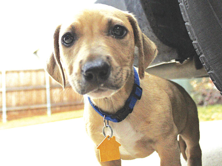 RGB_AdoptablePet_12-4-12.jpg