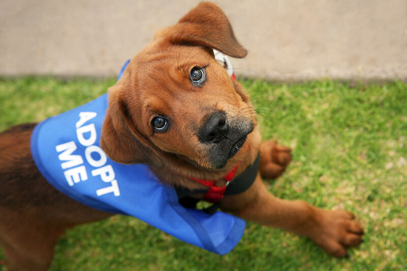 Hollywood feed pet outlet adoption