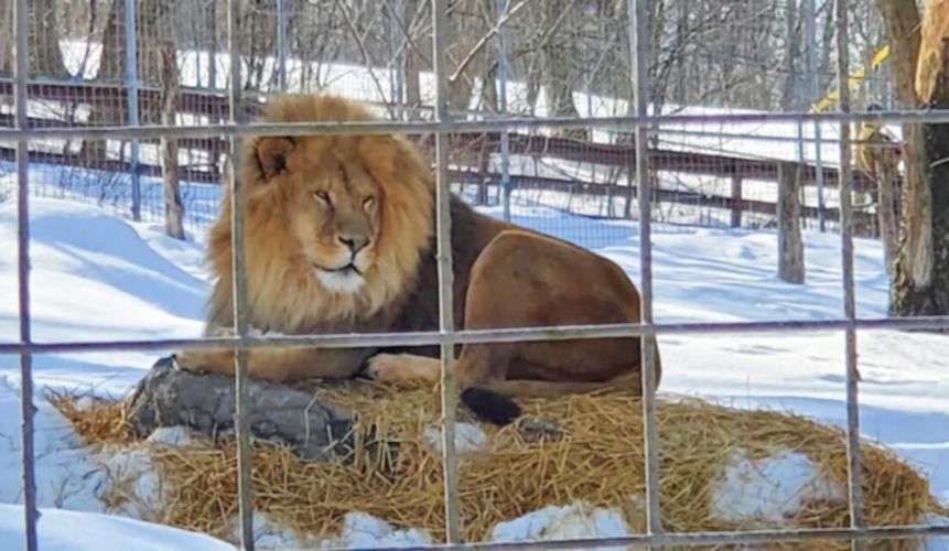 Wine in the Wilderness event returns to Utica Zoo Content Exchange