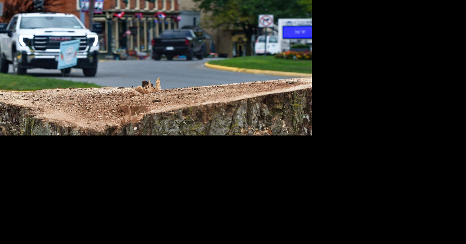 Trees along Clinton's East Park Row removed by National Grid, village to replace them