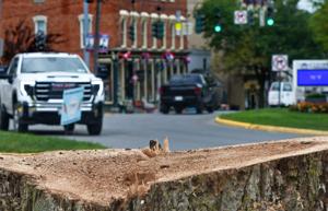 Photo illustrating article: Trees along Clinton's East Park Row removed by National Grid, village to replace them