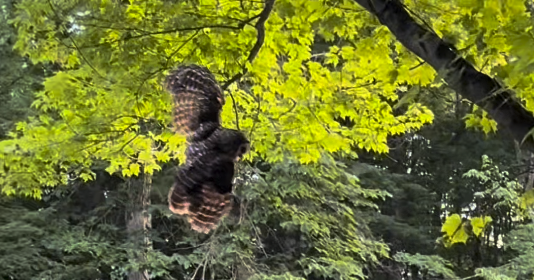 Barred owl rescued after becoming entangled in fishing lure in Madison County