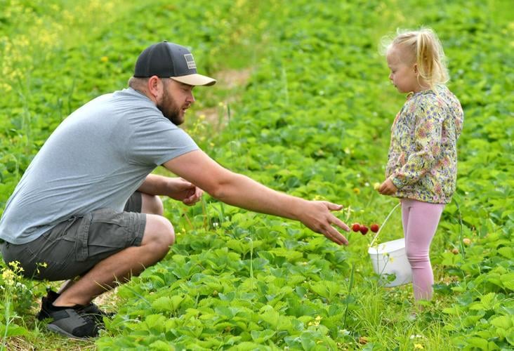 Strawberry picking season begins Oneida