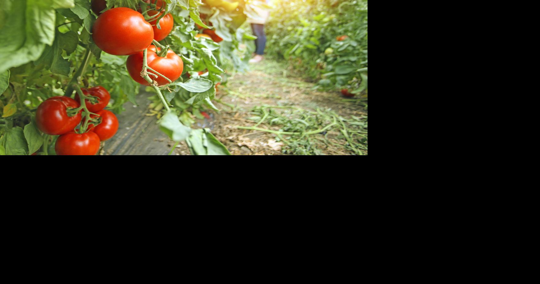 GARDENING IN CNY: Be successful growing tomatoes
