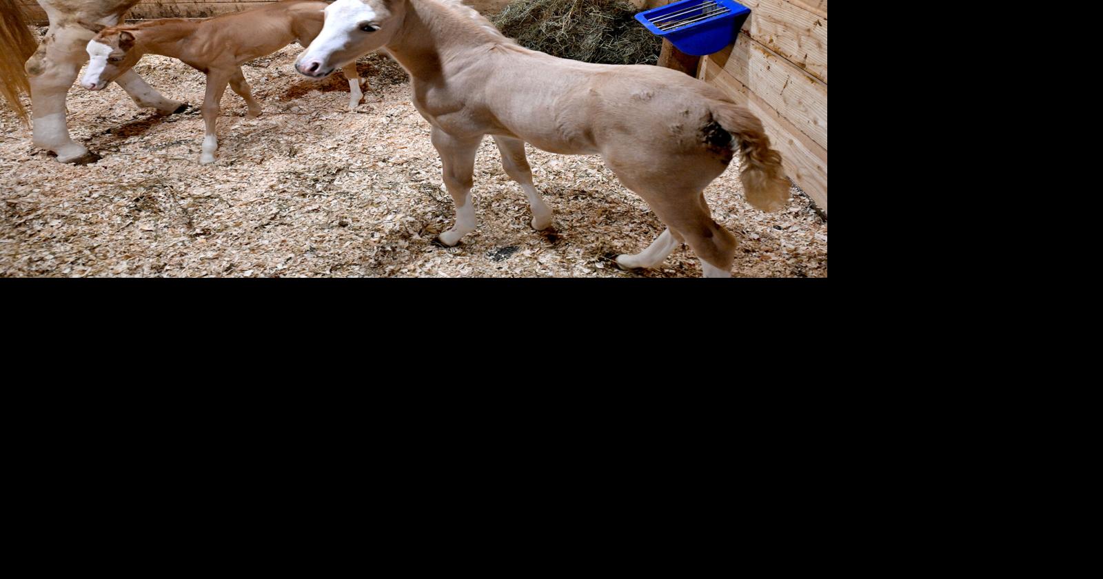 Miracle' twin foals born in Boonville | News | romesentinel.com