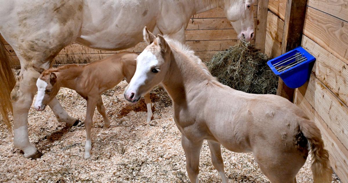 Miracle' twin foals born in Boonville | News | romesentinel.com