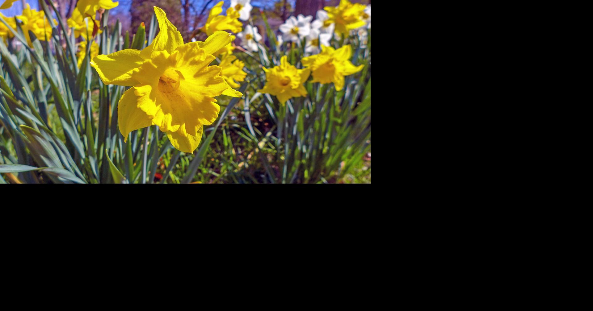 GARDENING IN CNY: Spreading some daffodil cheer