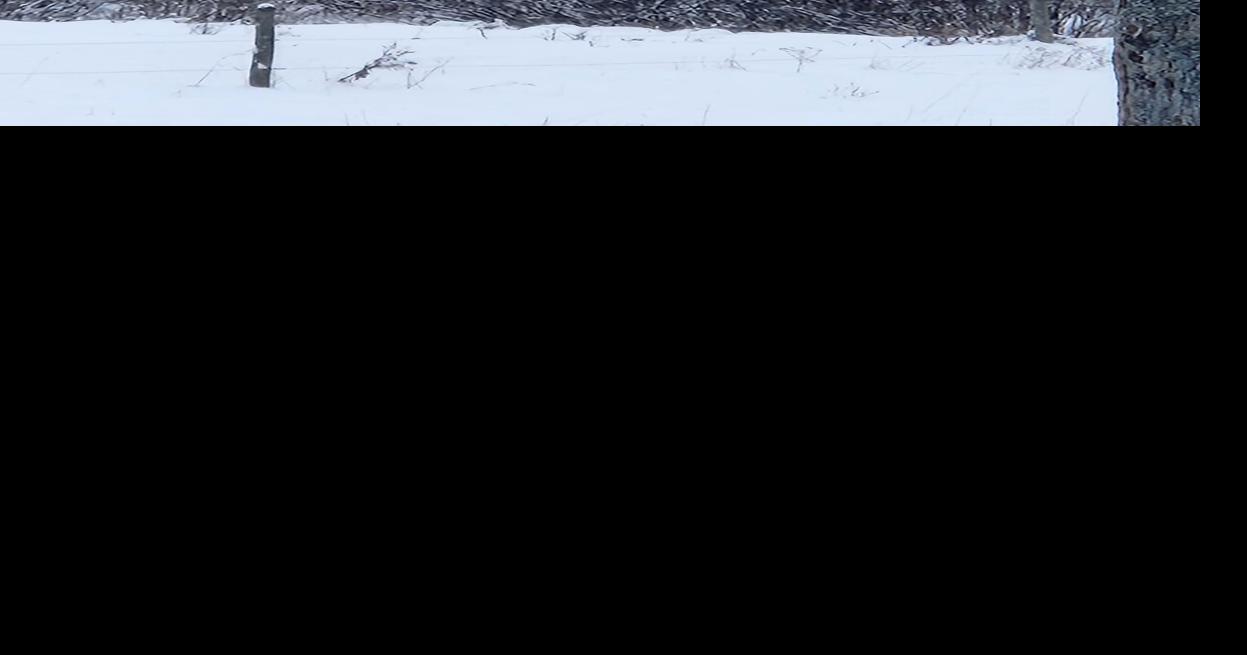 Deer in field of snow | | romesentinel.com