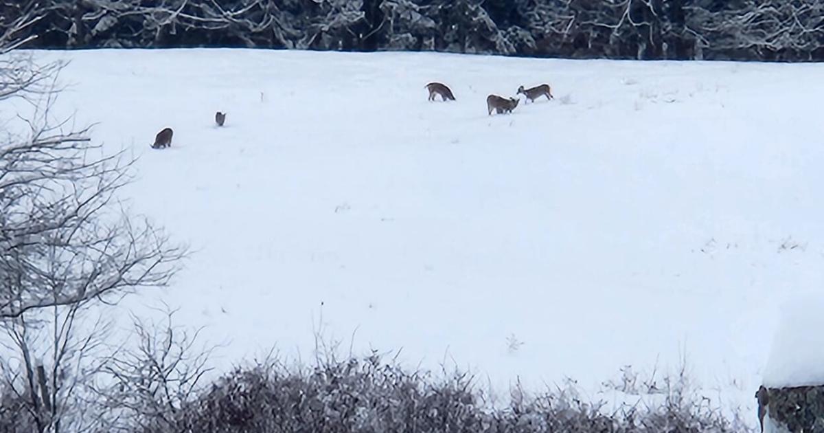 Deer Rome Deer in field of snow | | romesentinel.com