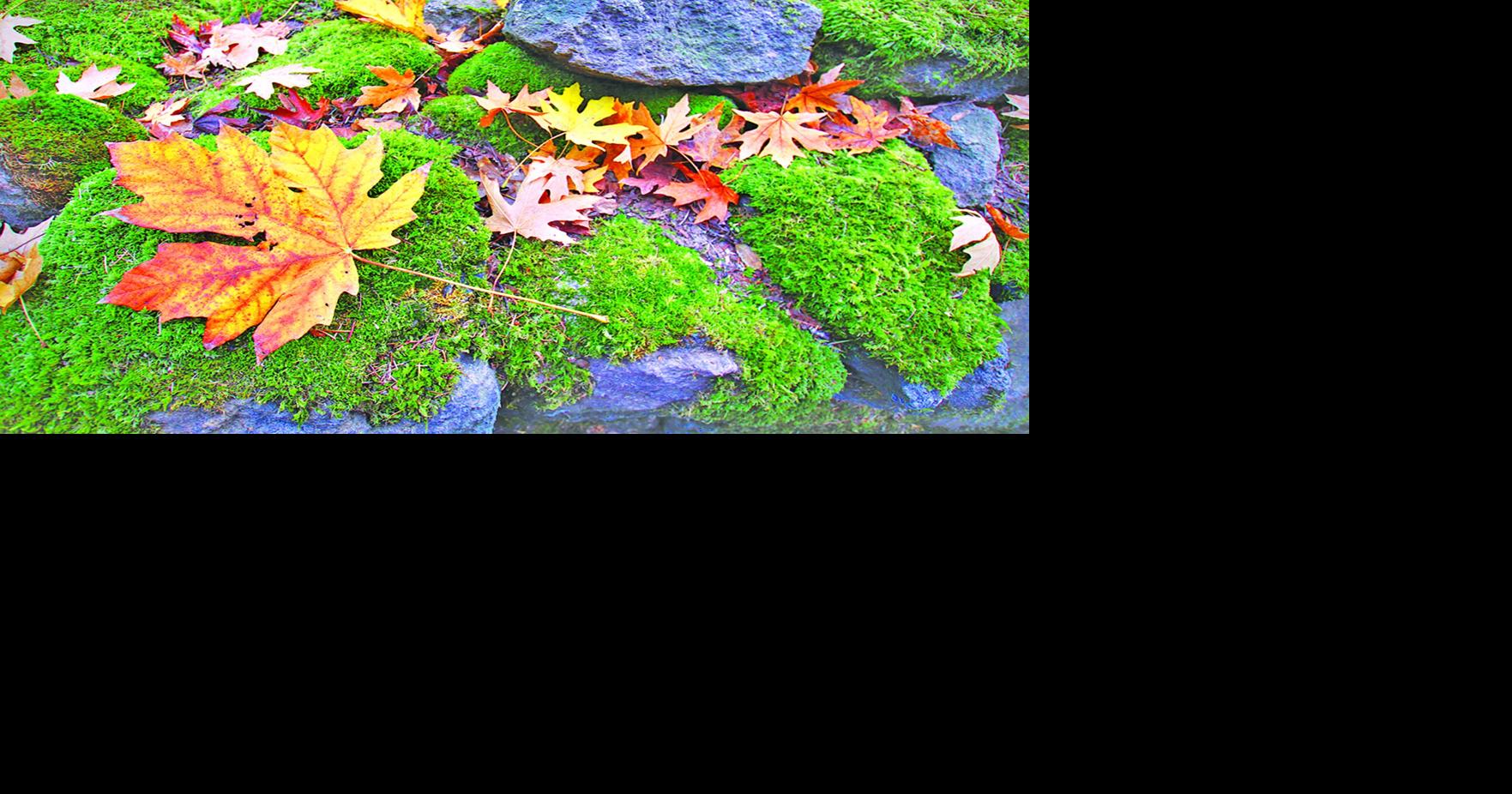 GARDENING IN CNY: Reasons to appreciate moss | Columns | romesentinel.com