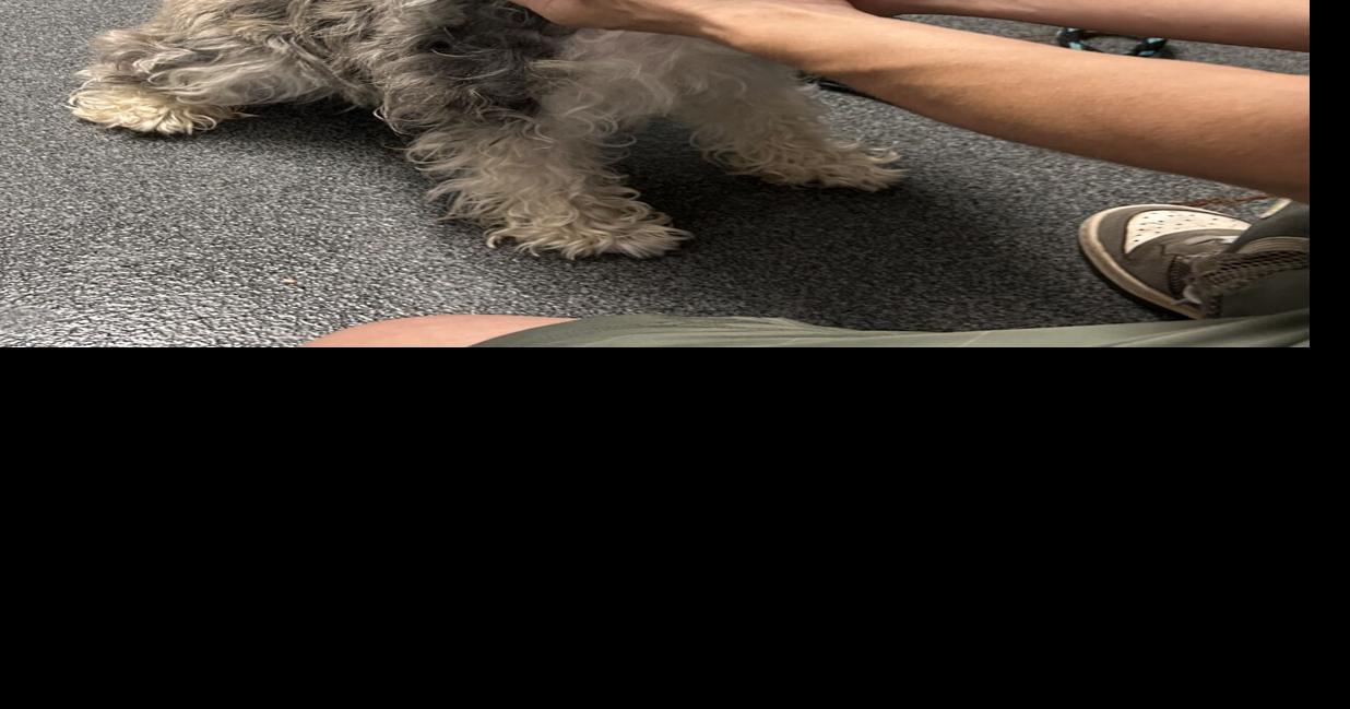 Read moreAbandoned dog highlights new surrender process