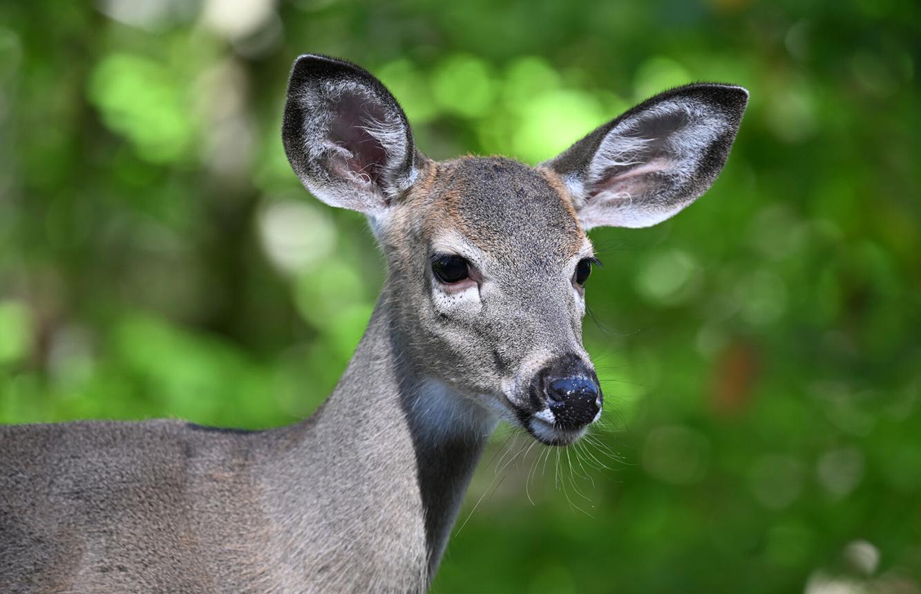 Deer Rome Woman injured after collision with deer running Boilermaker | News ...