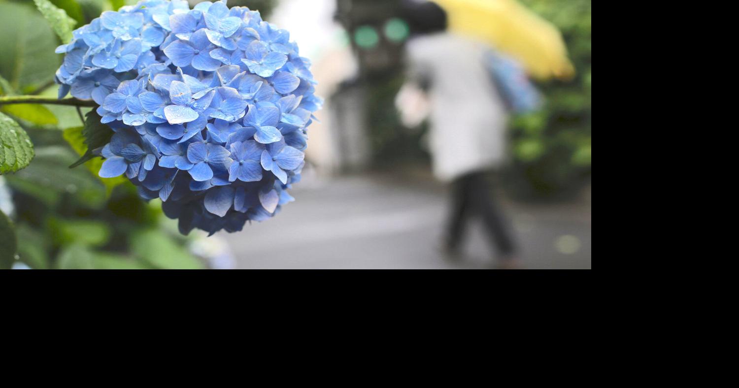 COLUMN: Hydrangeas— Pruning key to beautiful blooms | Home and Garden ...