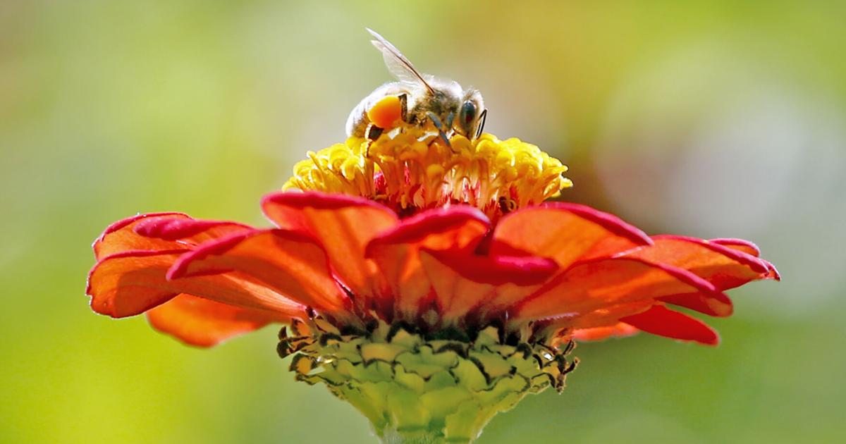 Column Bee GARDENING IN CNY: The importance of native bees | Columns ...