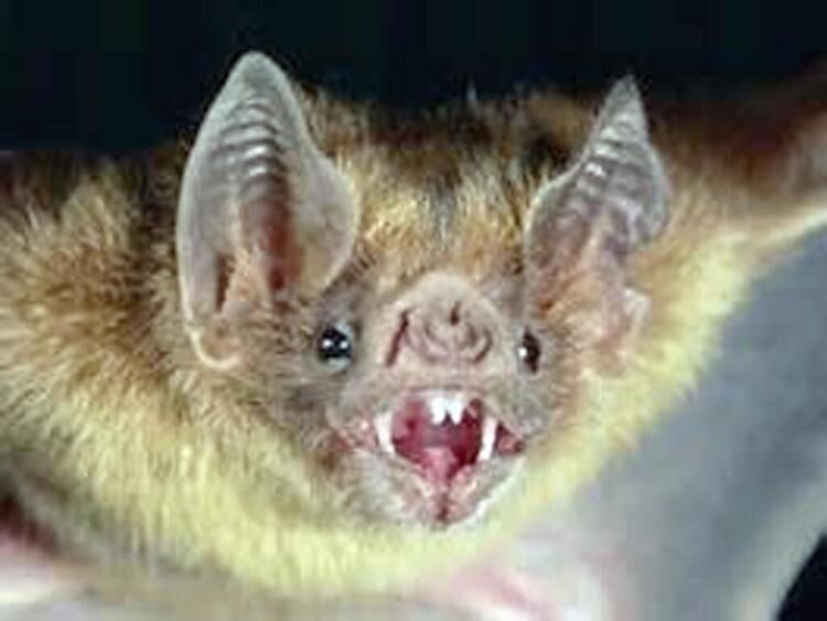 Bat Rome Bat tests positive for rabies in Rome | Health, Fitness and Recreation ...