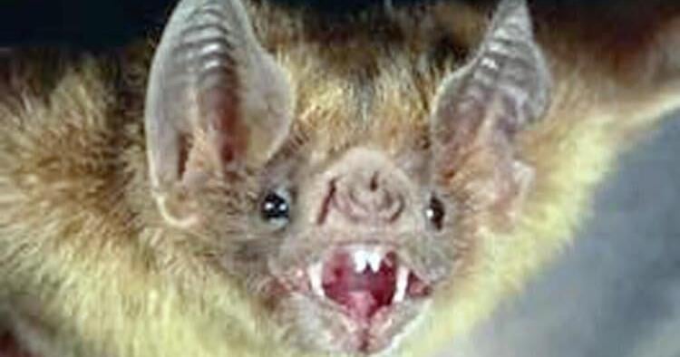 Read moreRabid bat reported in New Hartford
