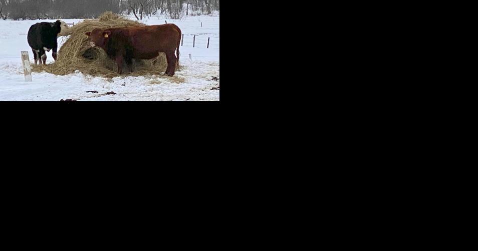 GUEST COLUMN: February is a busy time on the farm - Vimarsana News