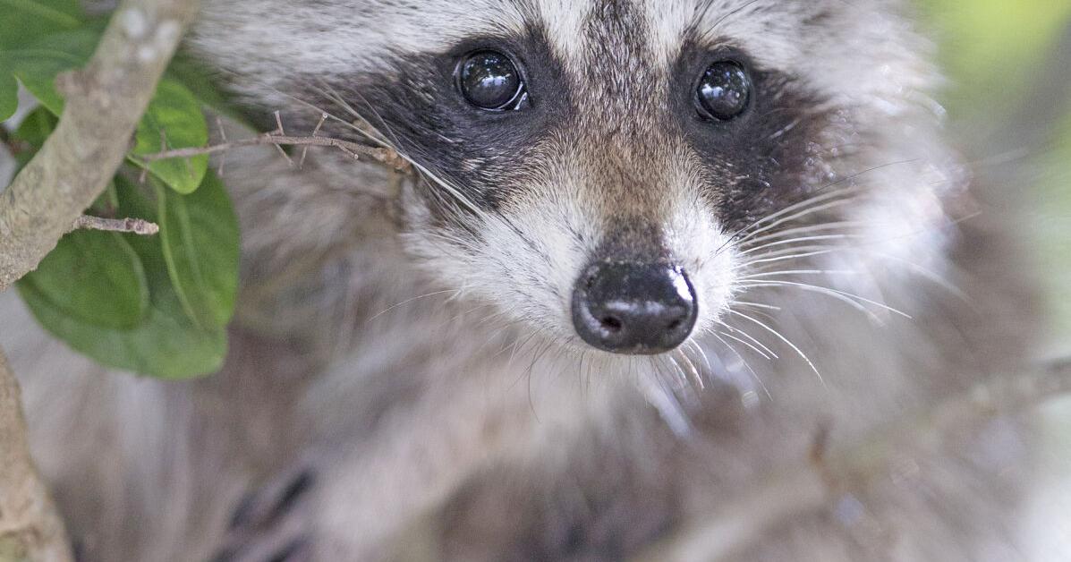 Raccoon tests positive for rabies in Cazenovia | News | romesentinel.com