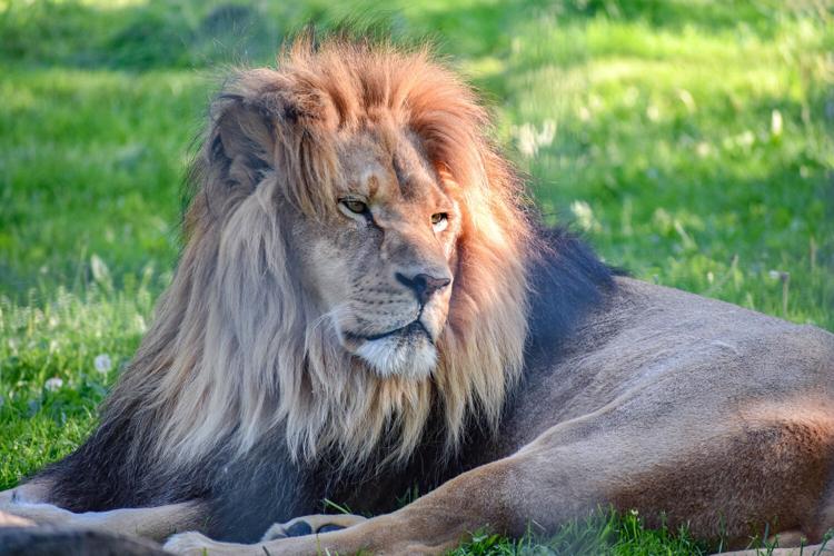 Wine in the Wilderness returns to Utica Zoo Utica