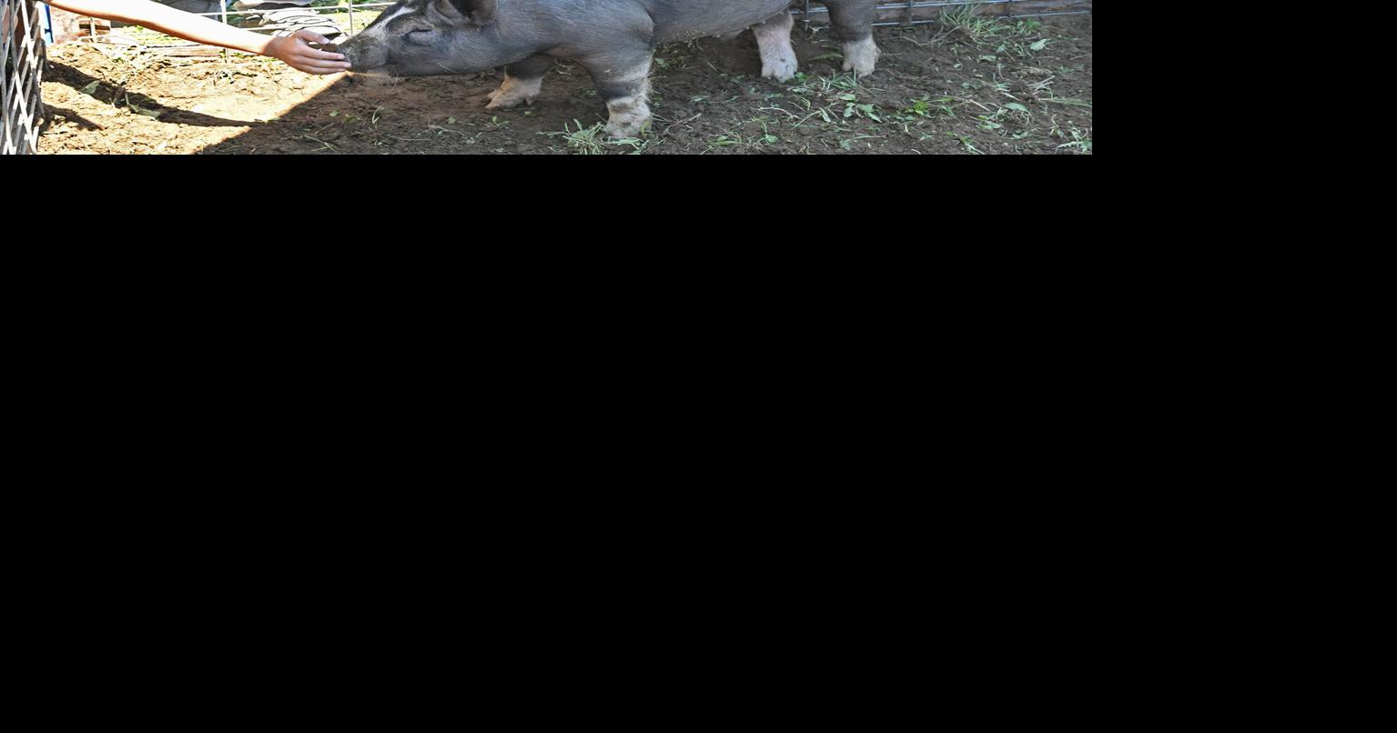 SENTINEL SNAPSHOT: Some pig? | Home and Garden | romesentinel.com