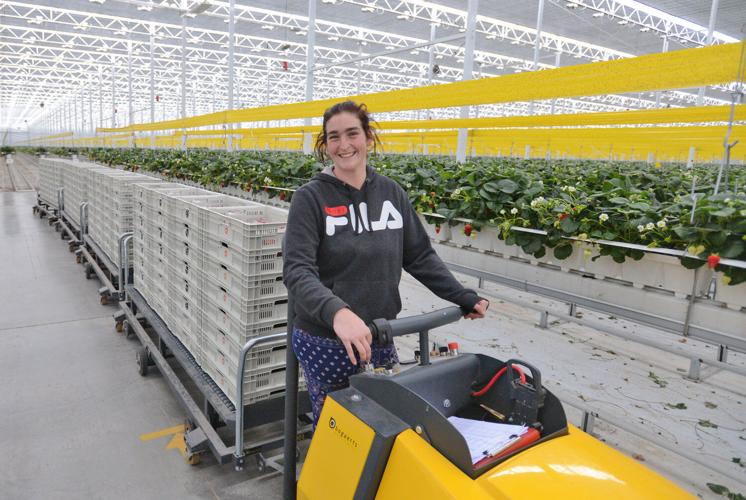 Giant greenhouse gets going, and growing Oneida