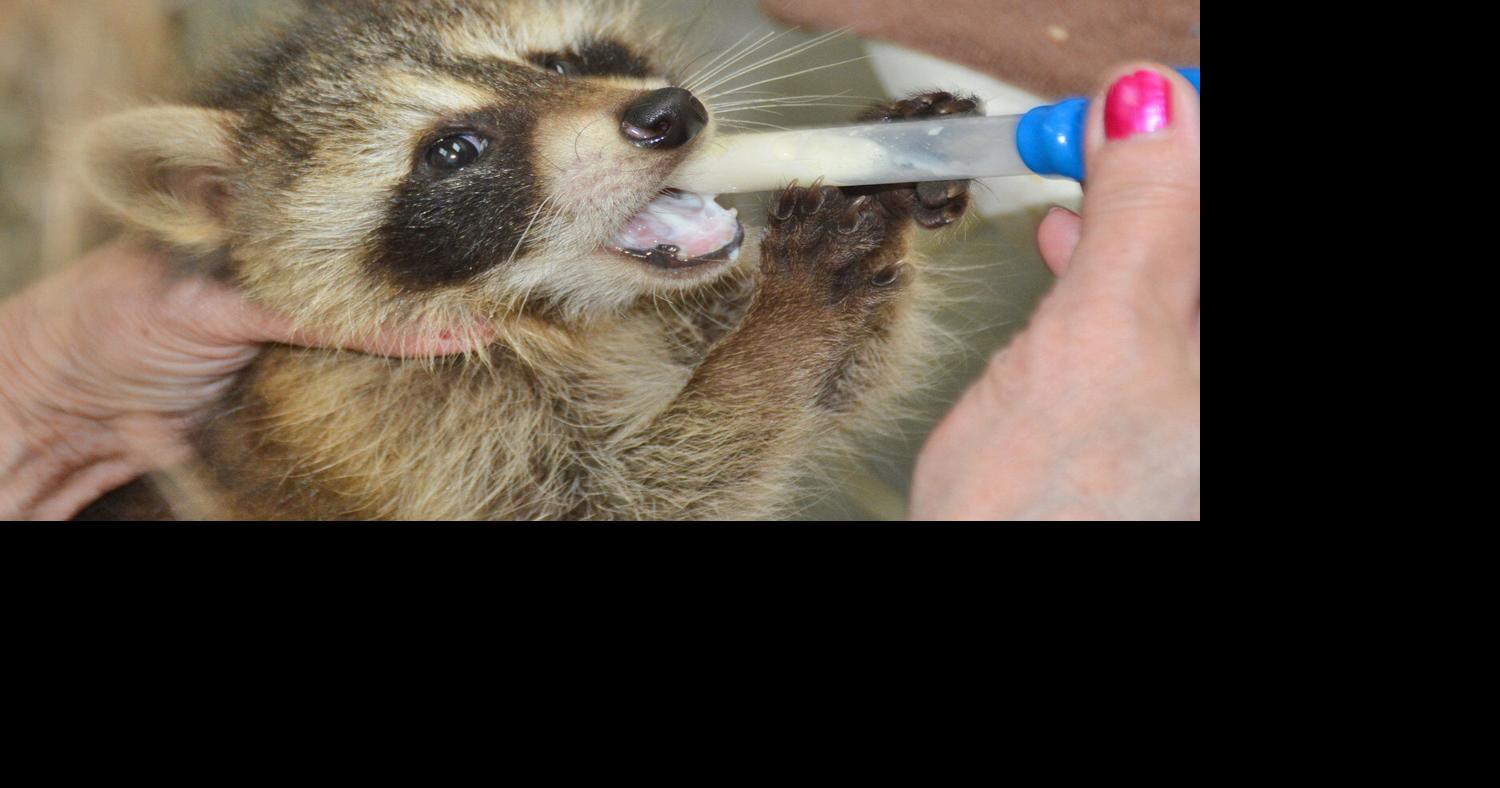 Raccoons rescued in Clinton | | romesentinel.com