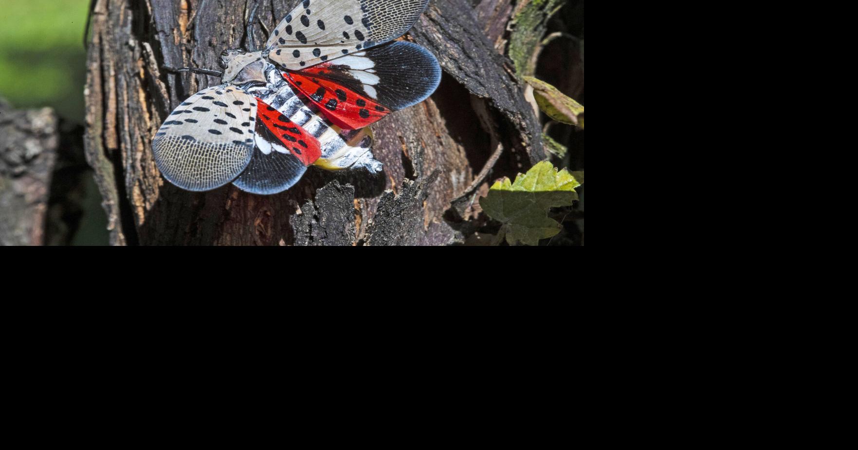 Read moreResidents can learn how to spot invasive insect