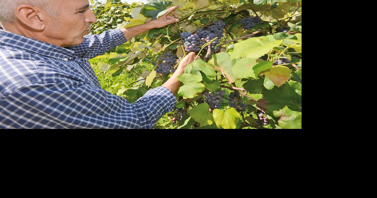 Apples out and ready for picking at local orchards