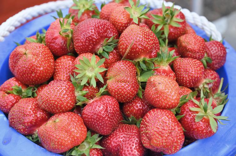 Strawberry picking season begins Oneida