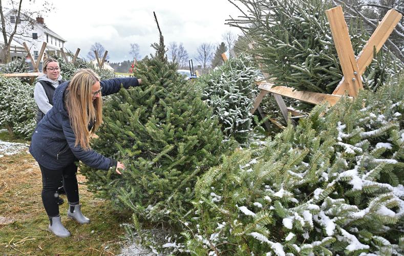 Local Christmas tree farms are ready for a busy holiday season ...