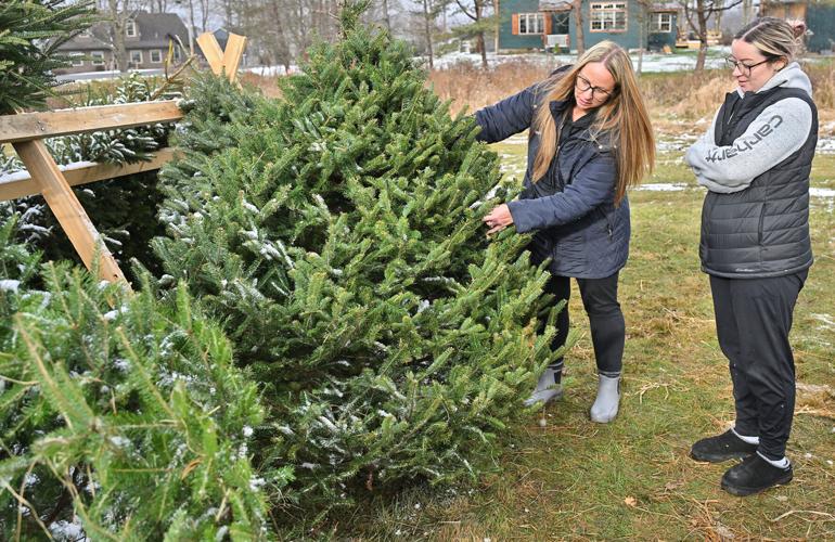Local Christmas tree farms are ready for a busy holiday season ...
