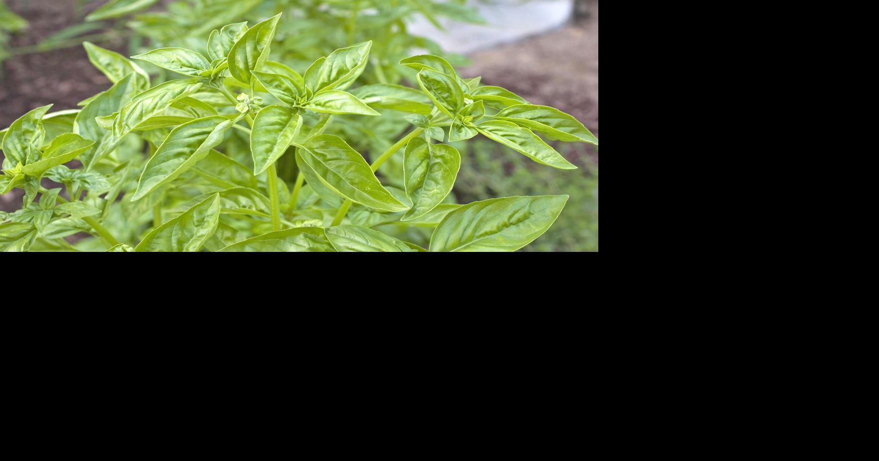 Read moreGARDENING IN CNY: Grow your own taste of summer with basil