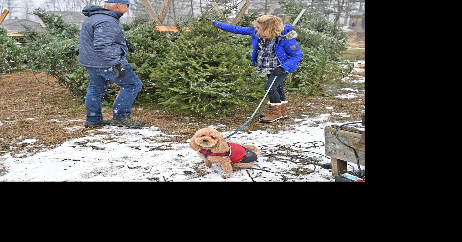 Local Christmas tree farms are ready for a busy holiday season ...