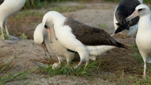 World's Oldest Known Wild Bird Is Expecting Again, Aged 74 | News ...