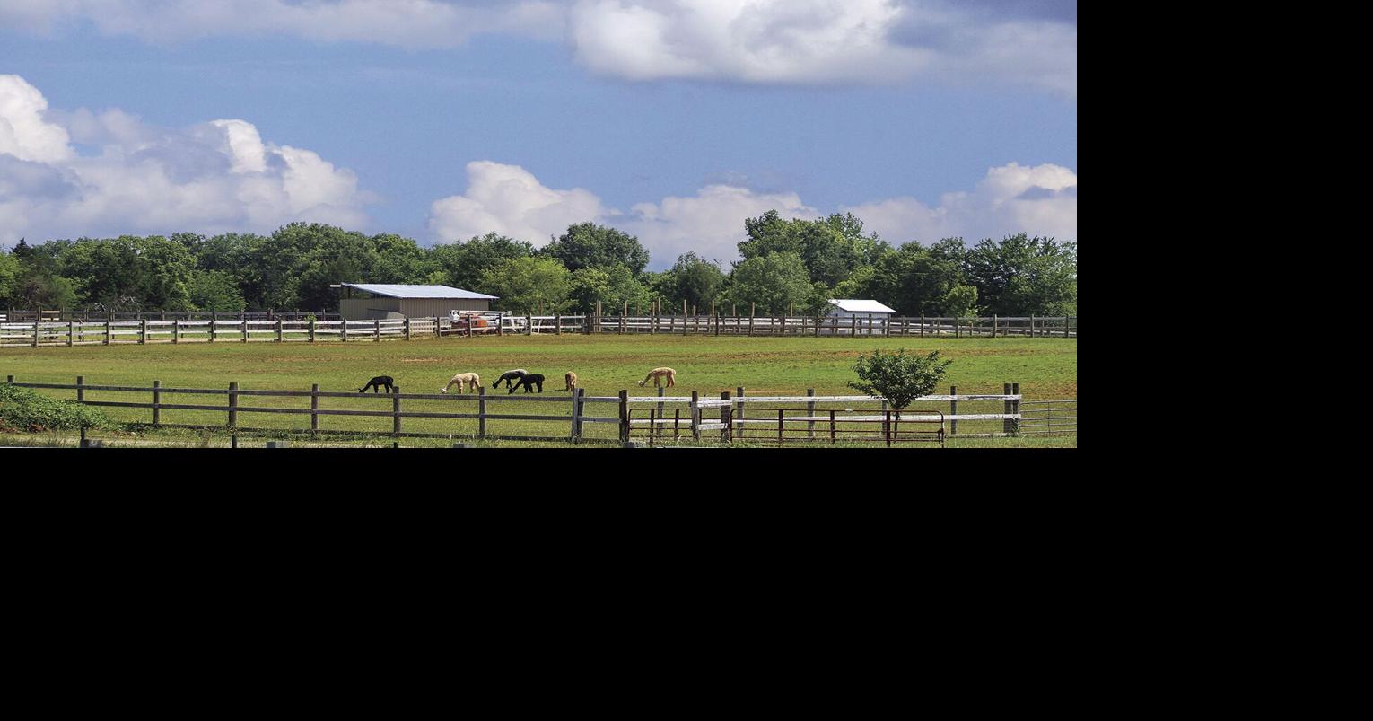 Alpaca farming program at next Historical Club meeting | Museums ...