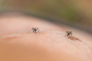 Why Mosquitos Might Be Attracted To You