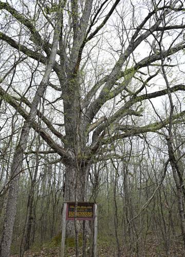 Fort Bull, a Rome historic site only viewable by appointment | News ...