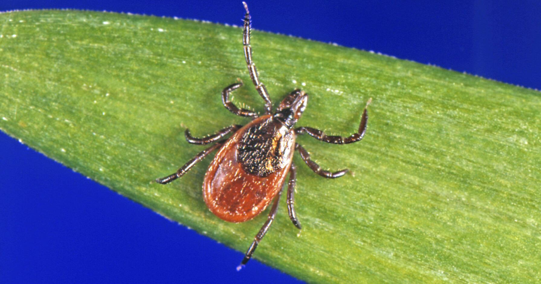 Tick season has arrived. Protect yourself with these tips - Vimarsana News