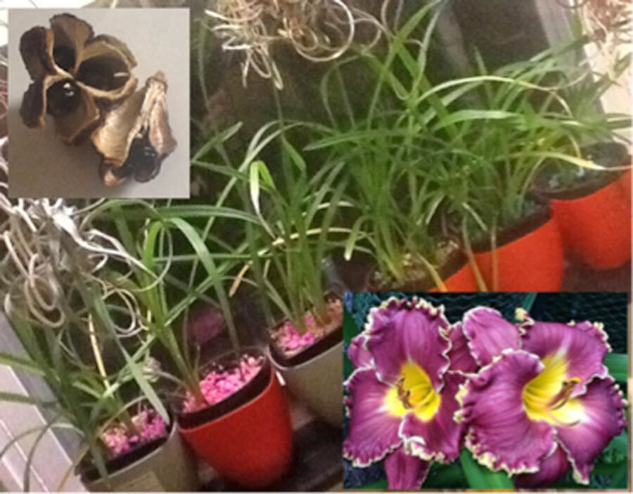 Growing daylilies from seed is easy and inexpensive | Culture |  romesentinel.com