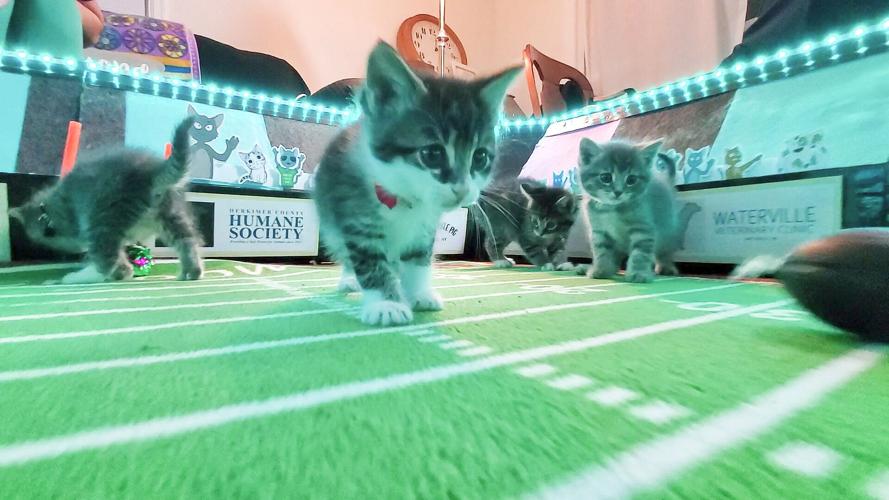 Purrs and Whiskers Kitten Bowl celebrates local cat rescue and