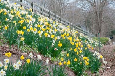 Growing Daffodils: When to Plant Daffodils, How to Plant Daffodils