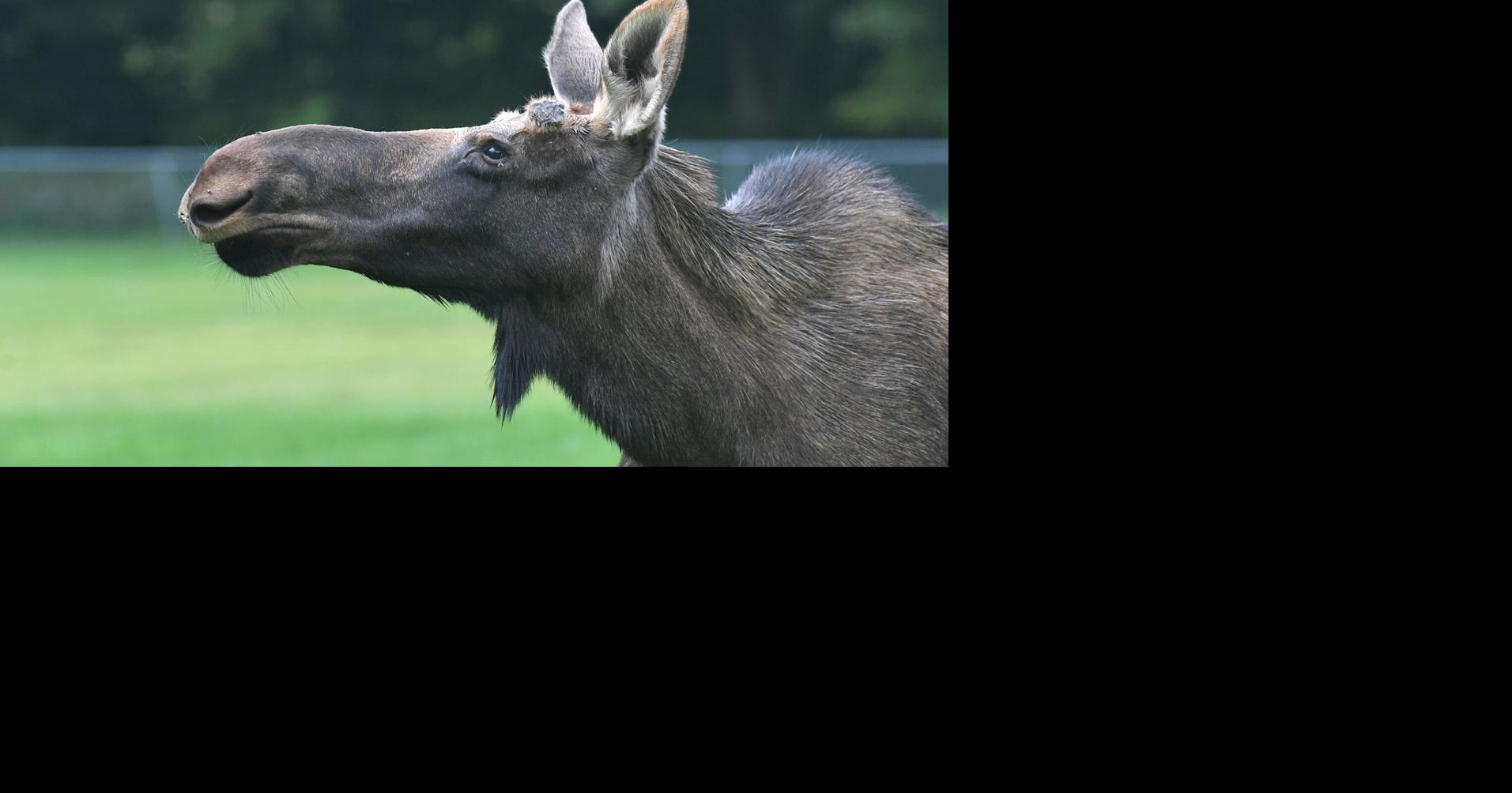 Moose killed in early morning Route 12 crash in Trenton