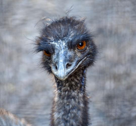 GALLERY Utica Zoo’s Wine in the Wilderness Photo Galleries