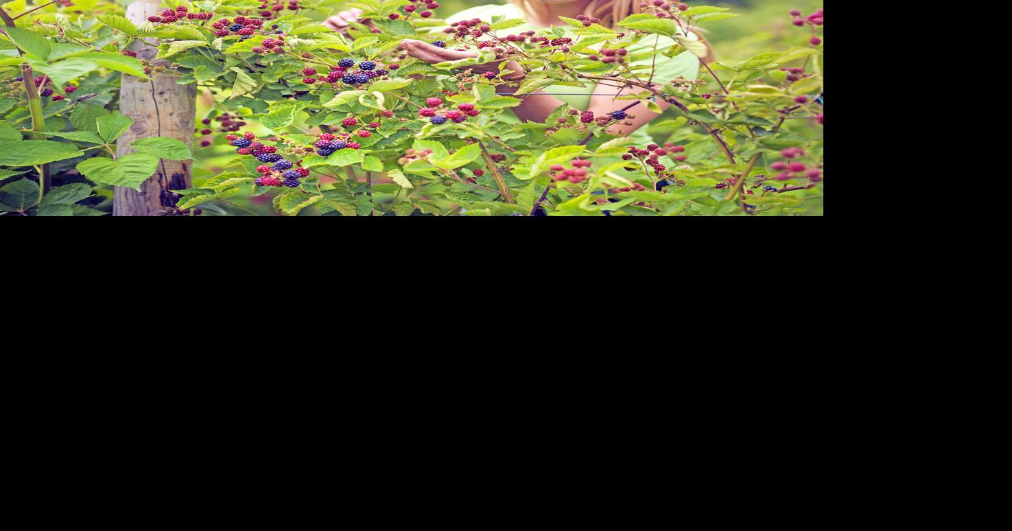 GARDENING IN CNY: Growing fruits — easy to difficult | Columns ...