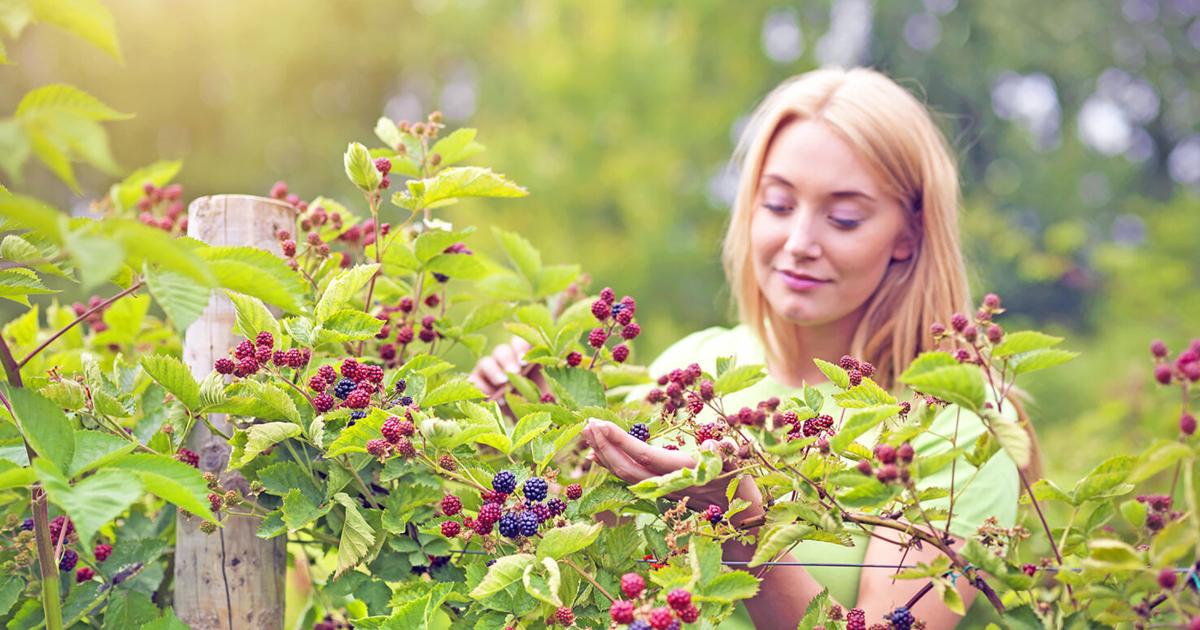 Frouts Column GARDENING IN CNY: Growing fruits — easy to difficult | Columns ...