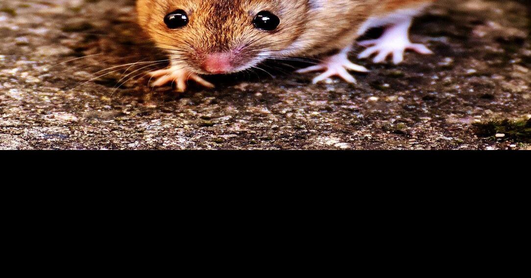 What to do when an animal dies in your walls or crawl space Culture