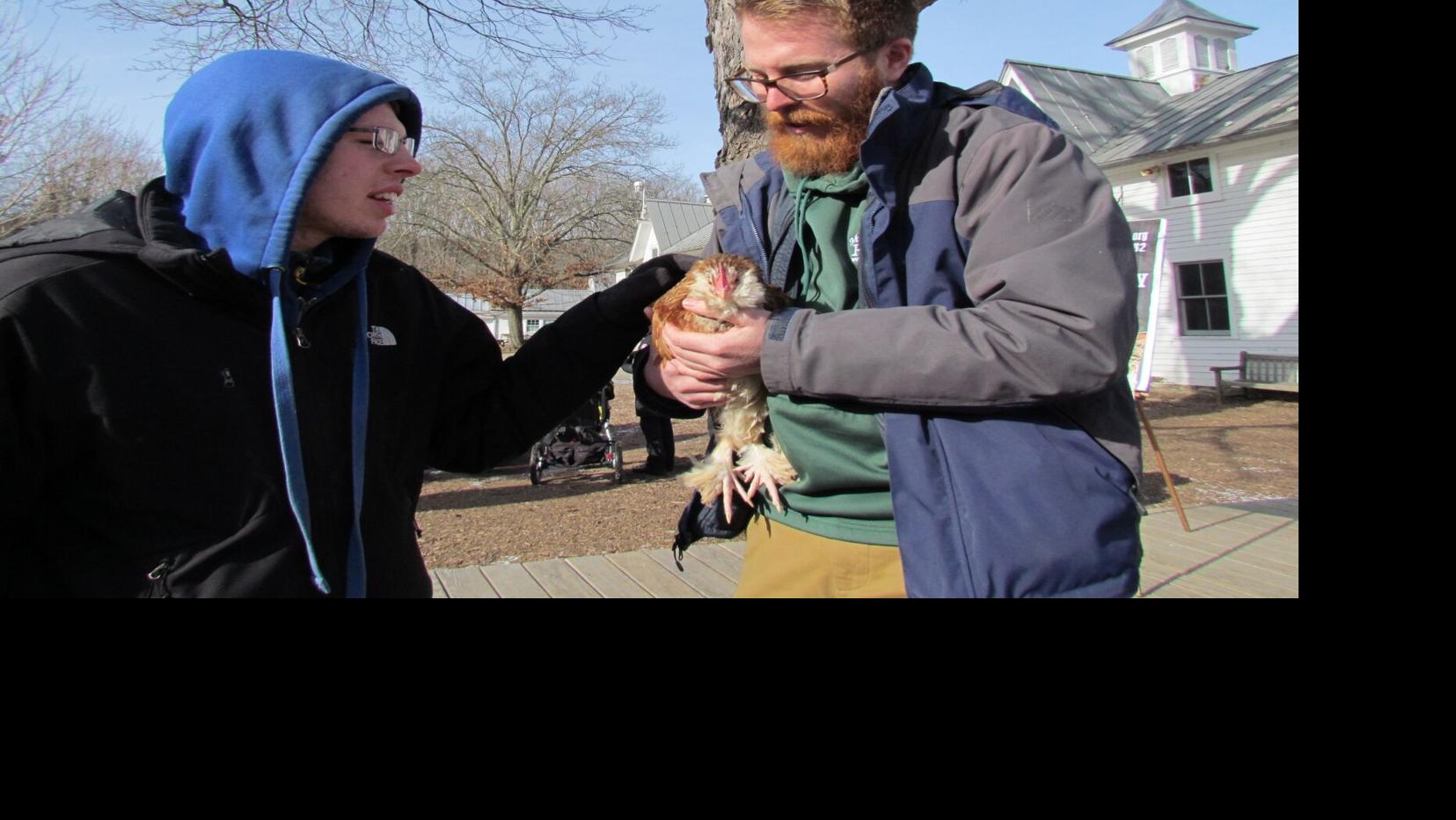 Did NY's weather chicken agree with Punxsutawney Phil? | News ...