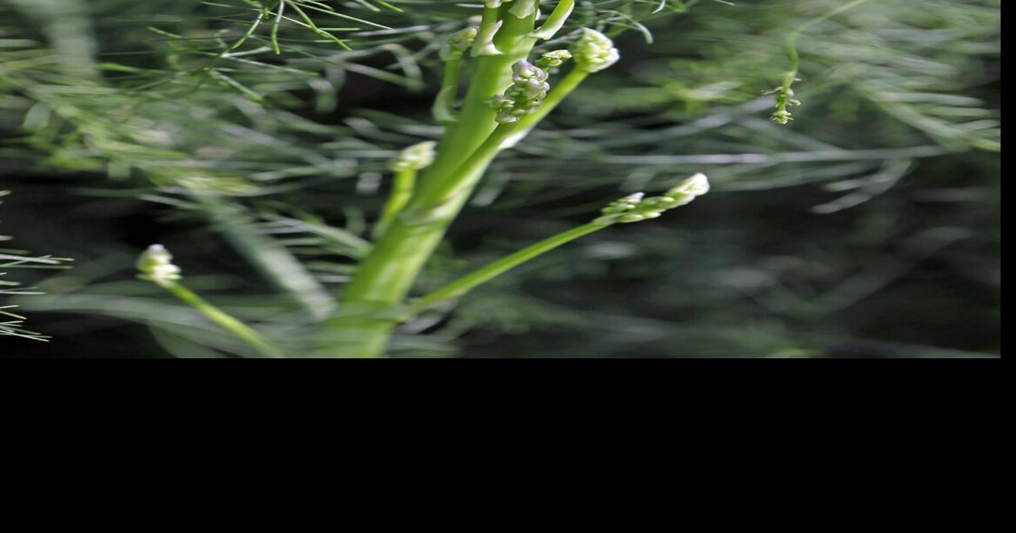 Grow More Asparagus - Alabama Cooperative Extension System