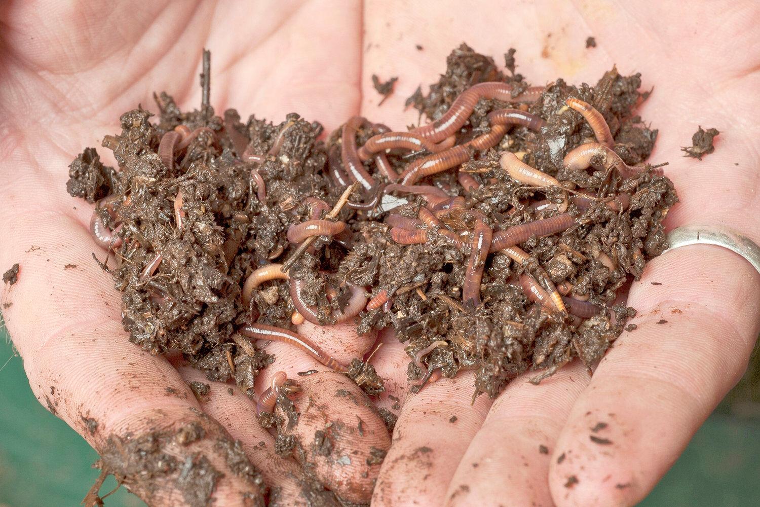 Invasive earthworms are eating away at forest diversity: U of T study